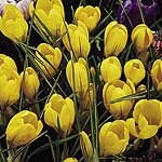 crocus Yellow Mammoth