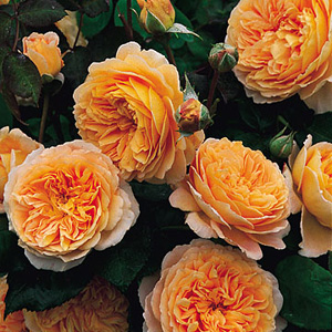 Princess Margareta - Climbing Rose **