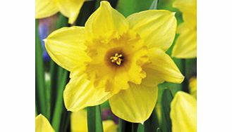 Daffodil Bulbs - Carlton