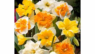 Bulbs - Split Corona Collection