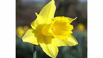 Daffodil (Cornish) Bulbs - Treglisson