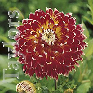 Dahlia Akita Bulb