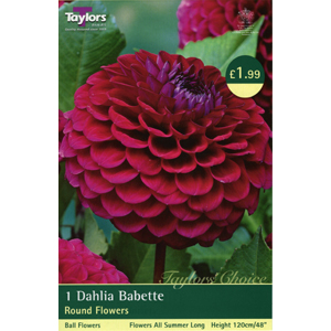 Dahlia Babette Tuber