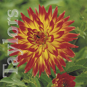 Dahlia Bridgeview Aloha Bulb