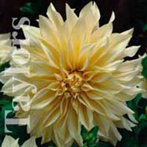 Dahlia Caf Au Lait Bulb