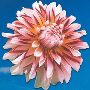 Dahlia Caribbean Fantasy Bulb