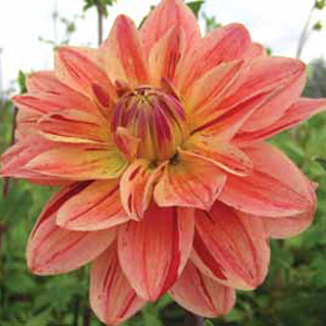 Dahlia Caribbean Sunset Bulb