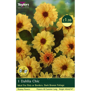 Dahlia Chic Bulb