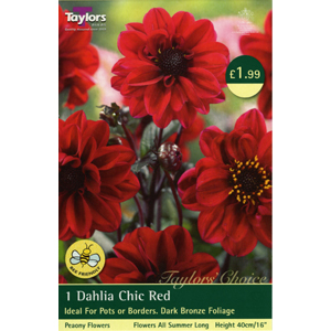 Dahlia Chic Red Bulb