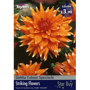 Dahlia Colour Spectacle Bulbs