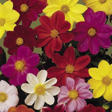 Dahlia Coltness Hybrids Seeds Average Seeds 50