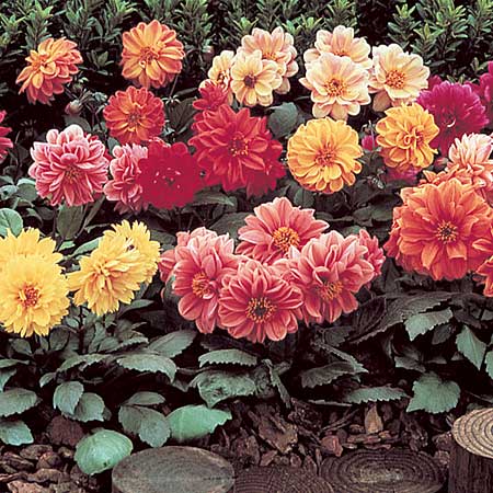 dahlia Diablo Seeds Average Seeds 50