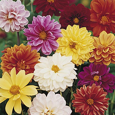 dahlia Dwarf Amore Seeds Average Seeds 60