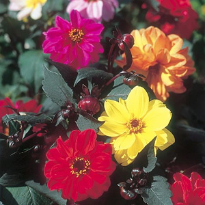 Dahlia Dwarf Redskin Mix Seeds