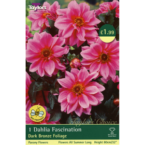 Dahlia Fascination Bulb