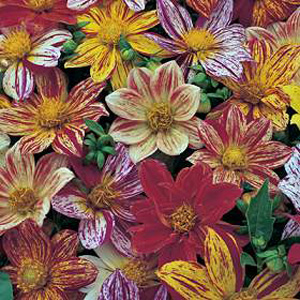 Dahlia Fireworks Mixed Seeds