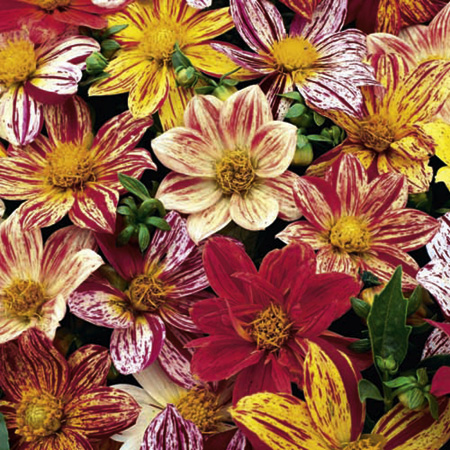 Dahlia Fireworks Seeds Average Seeds 50