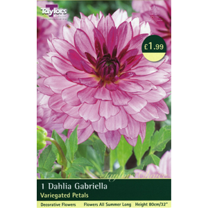 Dahlia Gabriella Bulb