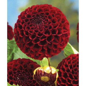 Dahlia Gainsville Bulb