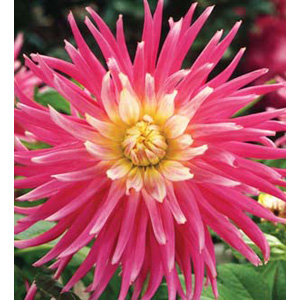 Dahlia Good Earth Cactus Bulb