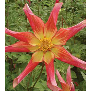 Dahlia Honka Suprise Bulb