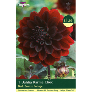 Dahlia Karma Choc Bulb