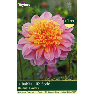 Dahlia Lifestyle Bulb