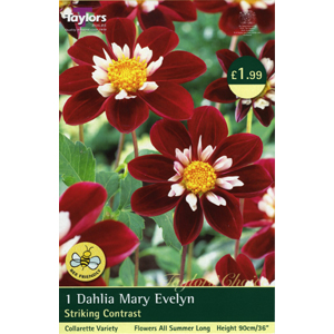 Mary Evelyn Gipsy Bulb