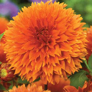 Dahlia Orange Fubuki Bulb