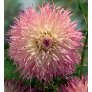 dahlia Pinelands Princess Bulb