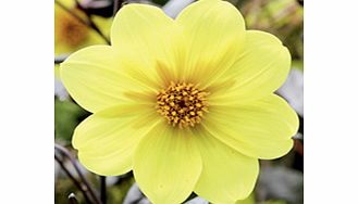 Dahlia Plant - Clarion