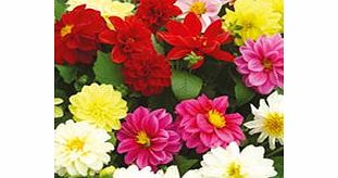 Dahlia Plants - Delight Mix