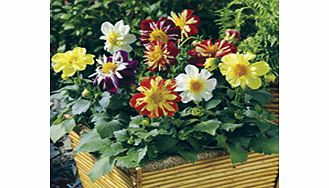 Dahlia Plants - Harlequin Mix