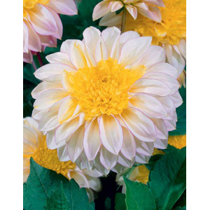 dahlia Polka Bulb