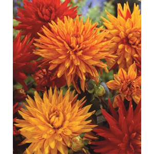 dahlia Salsa Night Bulbs