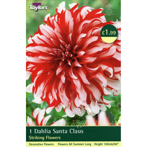 Dahlia Santa Claus Bulb