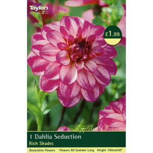 Dahlia Seduction Bulb