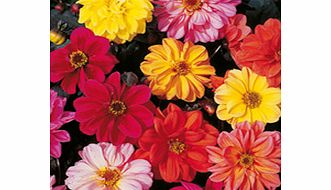 Dahlia Seeds - Dwarf Double Hybrids