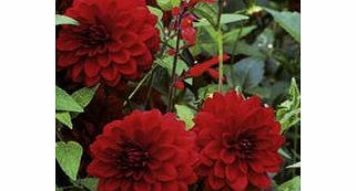 Dahlia Tubers - Arabian Night