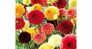 Dahlia Tubers - Red/Yellow/Orange Pompon Mix