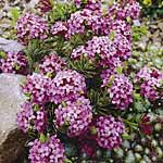 Daphne Cneorum Rosmarin Plant 405131.htm