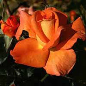 Dawn Chorus Hybrid Tea Rose (pre-order now)