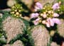 Dead Nettle