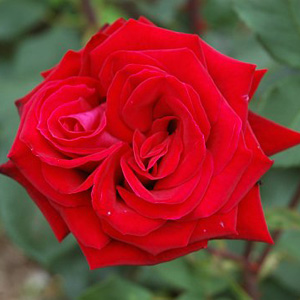 Deep Secret - Hybrid Tea Rose