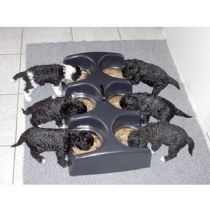 Weanafeeda 6 Puppy Feeder Maxi Single