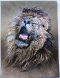 Large Dufex picture print, topper - Lion Roaring