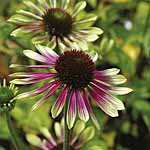 Echinacea Green Envy 212424.htm