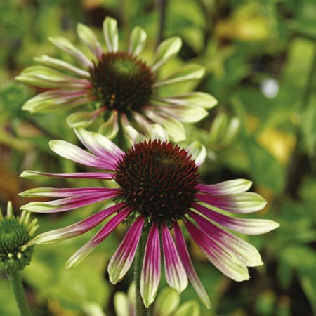 Echinacea Green Envy Plants Pack of 3 Pot Ready