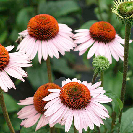 Echinacea Hope Plants Pack of 3 Pot Ready Plants