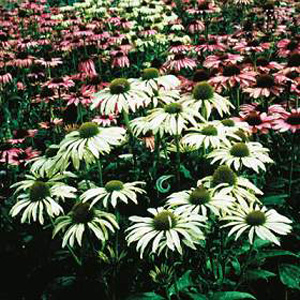 Echinacea Lustre Hybrids Seeds